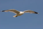 Racek bouřní (Larus canus)