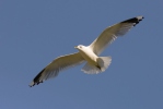 Racek bouřní (Larus canus)