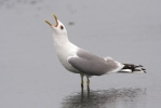 Racek bouřní (Larus canus)