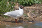 Racek chechtavý (Chroicocephalus ridibundus)