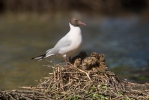 Racek chechtavý (Chroicocephalus ridibundus)