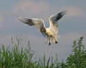 Racek chechtavý (Chroicocephalus ridibundus)