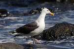 Racek mořský (Larus marinus)