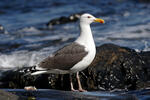 Racek mořský (Larus marinus)