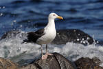 Racek mořský (Larus marinus)