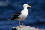 Racek mořský (Larus marinus)