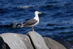 Racek mořský (Larus marinus)