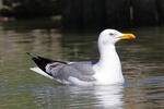 Racek středomořský (Larus michahellis)