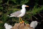 Racek středomořský (Larus michahellis)