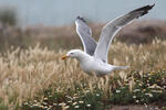 Racek středomořský (Larus michahellis)