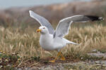 Racek středomořský (Larus michahellis)