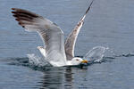 Racek středomořský (Larus michahellis)