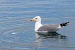 Racek středomořský (Larus michahellis)