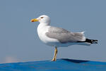 Racek středomořský (Larus michahellis)