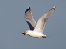 Racek stříbřitý (Larus argentatus)