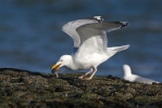 Racek stříbřitý (Larus argentatus)