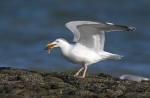 Racek stříbřitý (Larus argentatus)