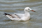 Racek tenkozobý (Chroicocephalus genei)