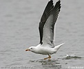 Racek žlutonohý (Larus fuscus)