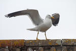 Racek žlutonohý (Larus fuscus)