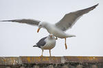 Racek žlutonohý (Larus fuscus)