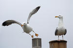 Racek žlutonohý (Larus fuscus)