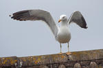 Racek žlutonohý (Larus fuscus)