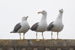 Racek žlutonohý (Larus fuscus)