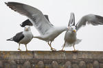 Racek žlutonohý (Larus fuscus)