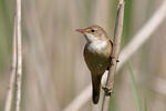 Rákosník obecný (Acrocephalus scirpaceus)