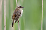 Rákosník proužkovaný (Acrocephalus schoenobaenus)