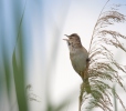 Rákosník velký (Acrocephalus arundinaceus)