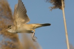 Rákosník velký (Acrocephalus arundinaceus)