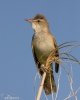 Rákosník velký (Acrocephalus arundinaceus)