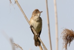 Rákosník velký (Acrocephalus arundinaceus)