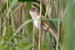 Rákosník velký (Acrocephalus arundinaceus)