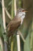 Rákosník velký (Acrocephalus arundinaceus)