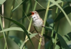 Rákosník velký (Acrocephalus arundinaceus)