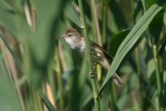 Rákosník velký (Acrocephalus arundinaceus)