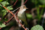 Rákosník zpěvný (Acrocephalus palustris)