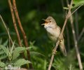 Rákosník zpěvný (Acrocephalus palustris)