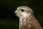 Raroh velký (Falco cherrug)