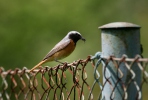 Rehek zahradní (Phoenicurus phoenicurus)