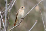 Rehek zahradní (Phoenicurus phoenicurus)