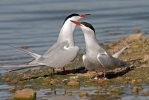 Rybák obecný (Sterna hirundo)