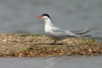 Rybák obecný (Sterna hirundo)