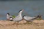 Rybák obecný (Sterna hirundo)