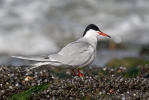 Rybák obecný (Sterna hirundo)