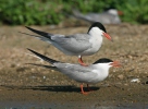 Rybár riečny (Sterna hirundo)