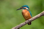 Rybárik riečny (Alcedo atthis)